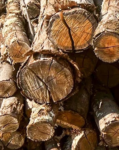 GESTIÓN DE MADERA PROPIA